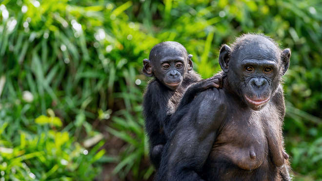 biodiversity - two chimps
