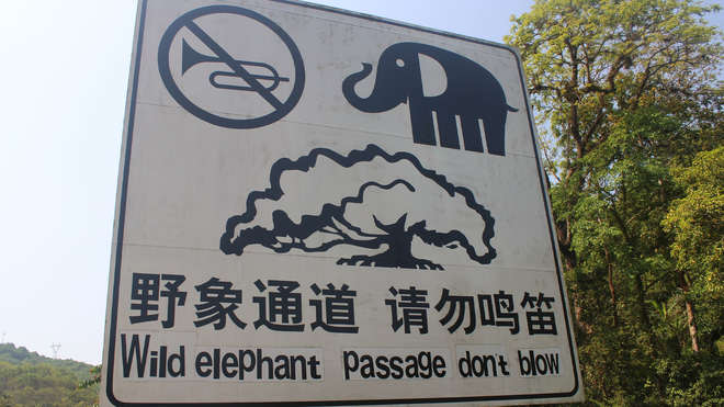 elephants crossing sign