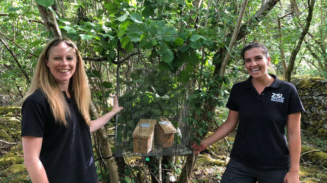 two conservationists with dormouse houses