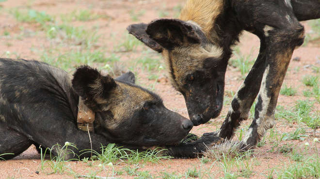 Two African wild dogs nuzzling