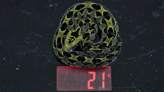 snake being weighed