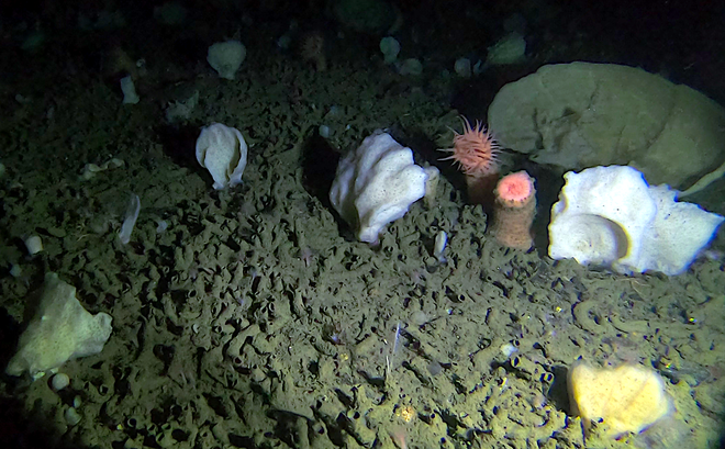 Photo of the sea floor, with various species of sponge present.