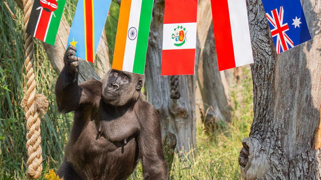Mjukuu was intrigued by the colourful flag bunting in Gorilla Kingdom