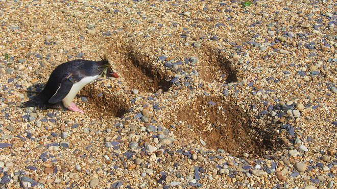 A rockhopper penguin explores a huge, T-rex footprint at ZSL Whipsnade Zoo