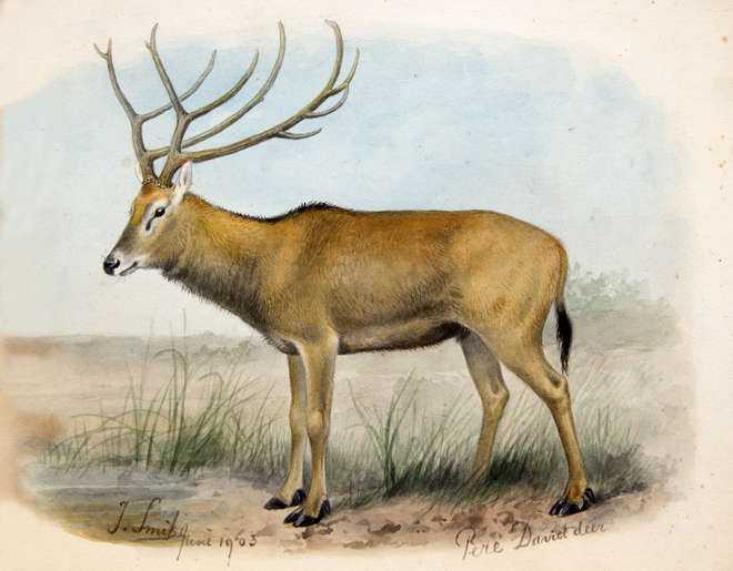 Watercolour of a side view of a Père David's Deer