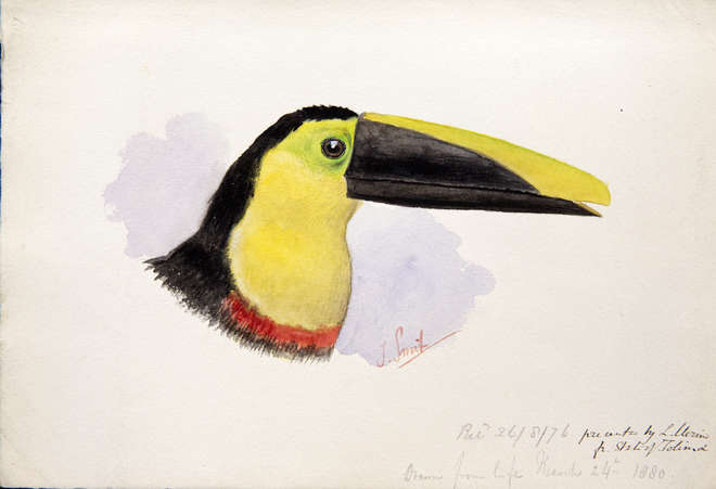 Watercolour of the profile of a colourful toucan