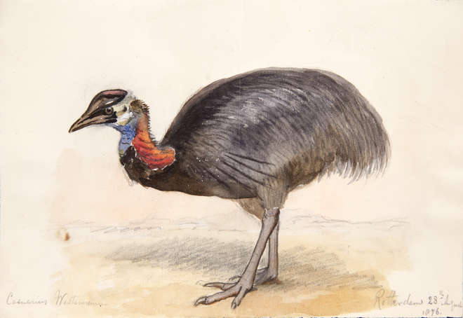 Watercolour of a cassowary, a large flightless bird, side view