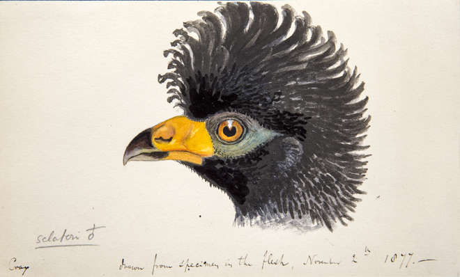 Profile view of a black curassow bird's head, black feathers and yellow beak