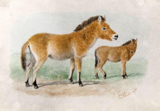 Watercolour of two Przewalski horses standing, a side view
