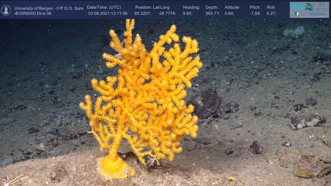 A beautiful yellow deep-sea coral