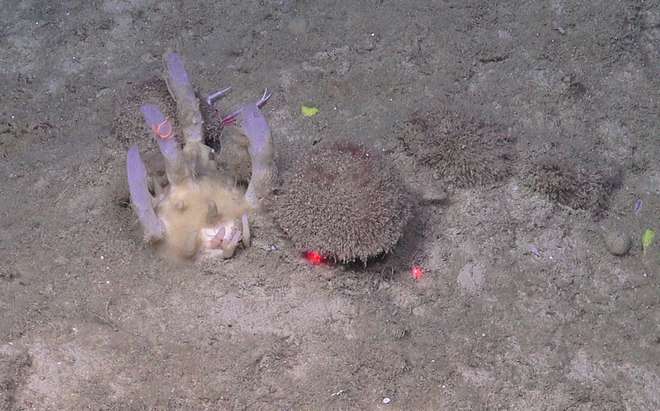 Two sponges on the seafloor