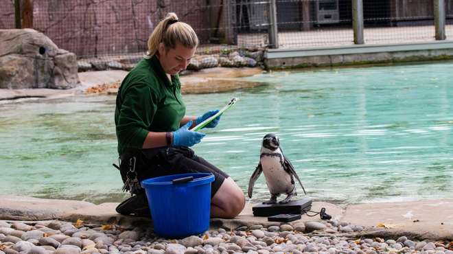 Keeper Jessica with a Humboldt penguin at ZSL London Zoo