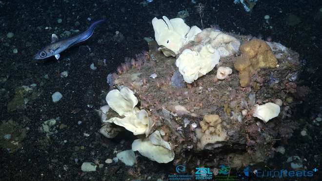 Photo of a fish, and numerous sponges and other organisms settled on the seabed.
