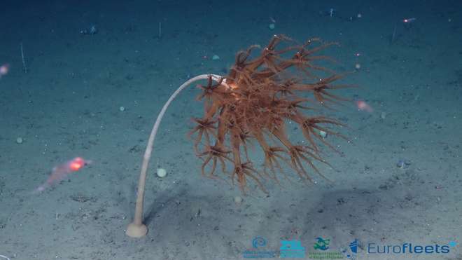 Photo of a sea pen attached to the sea floor