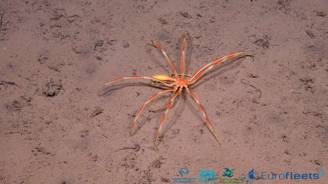 An orange sea spider wanders along the seafloor