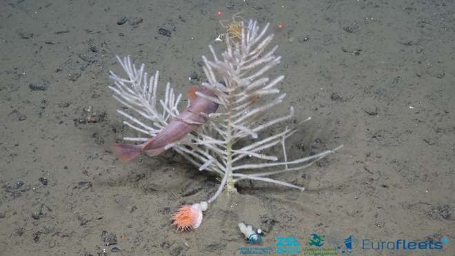 A branched carnivorous sponge on the seabed, with several other animals living amongst it.