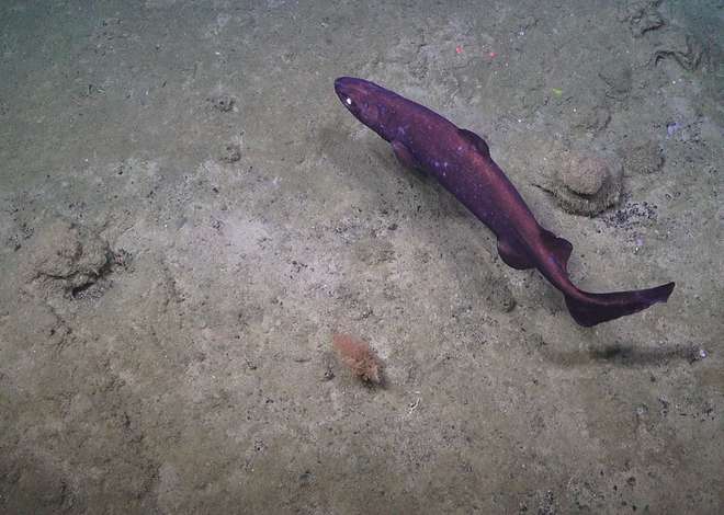 Photo of seafloor with a shark swimming across it.