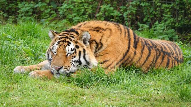 Sleepy Amur tiger, Czar, at ZSL Whipsnade Zoo