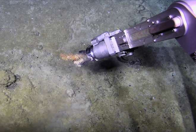 A photo of the ROV arm reaching out to sample a coral on the seafloor.