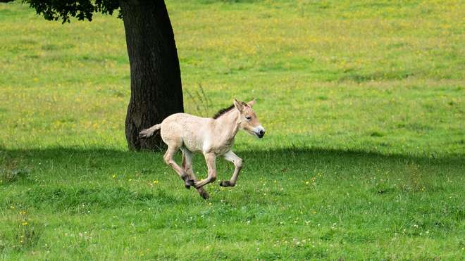 Przewalski's foal Sooton gallops around her paddock