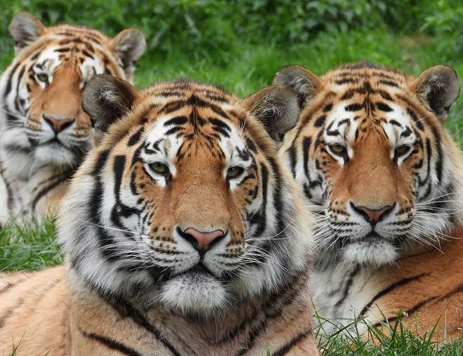 Three Amur tigers at ZSL Whipsnade Zoo