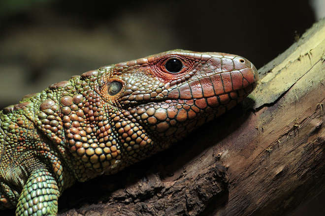 Caiman lizard, London Zoo
