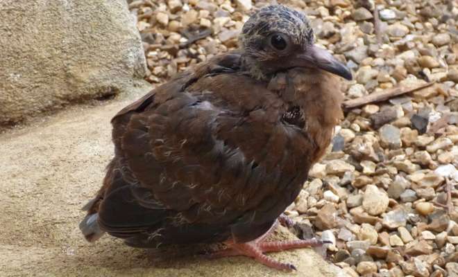 11 day old Socorro dove chick on day of fledging at ZSL London Zoo