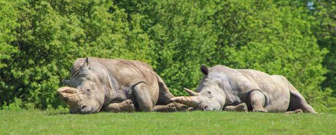 White rhinos at Whipsnade Zoo by Alison Noble