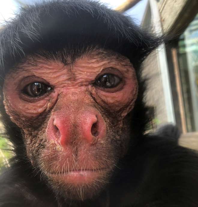 Cher the spider monkey at ZSL London Zoo