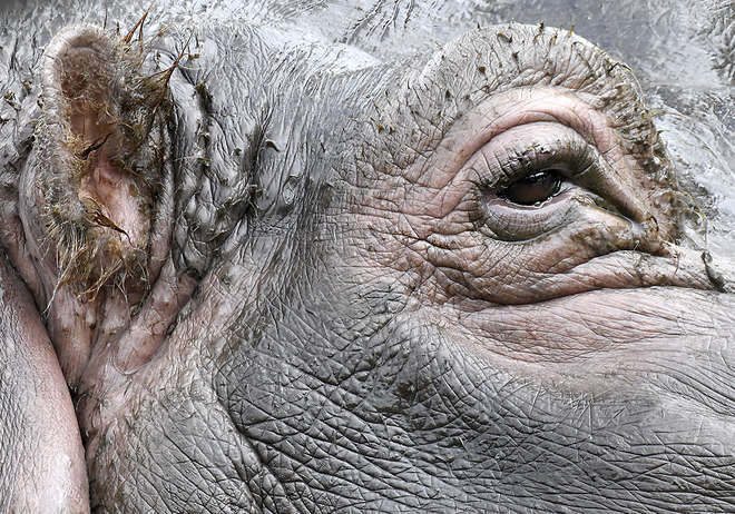 Hippo close up at Whipsnade Zoo by Colin Le Boutillier 