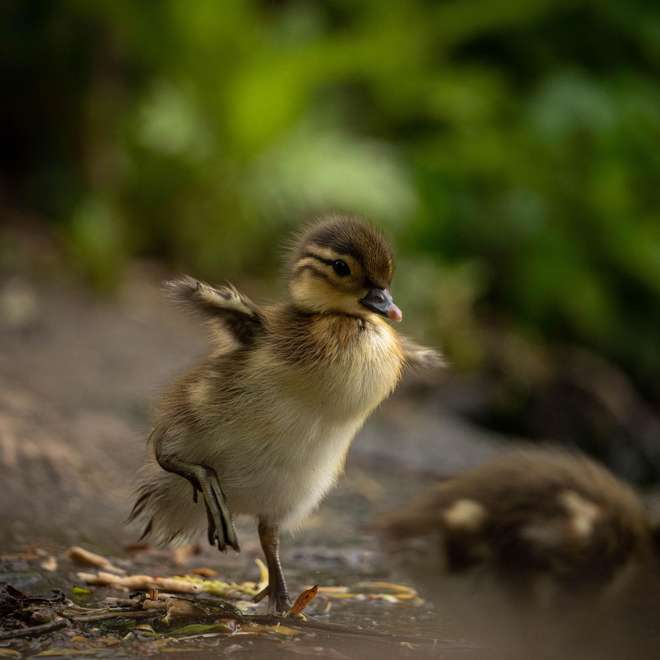 A Mandarin duckling runs along the ground, its small wings out-stretched.