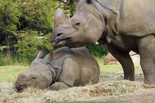 Greater one-horned rhinos Zhiwa and Behan, Whipsnade Zoo