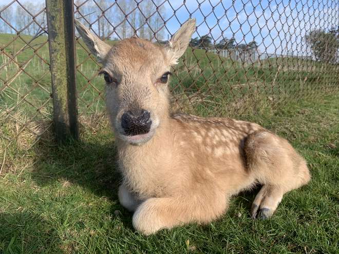 Père David's deer fawn, Whipsnade Zoo
