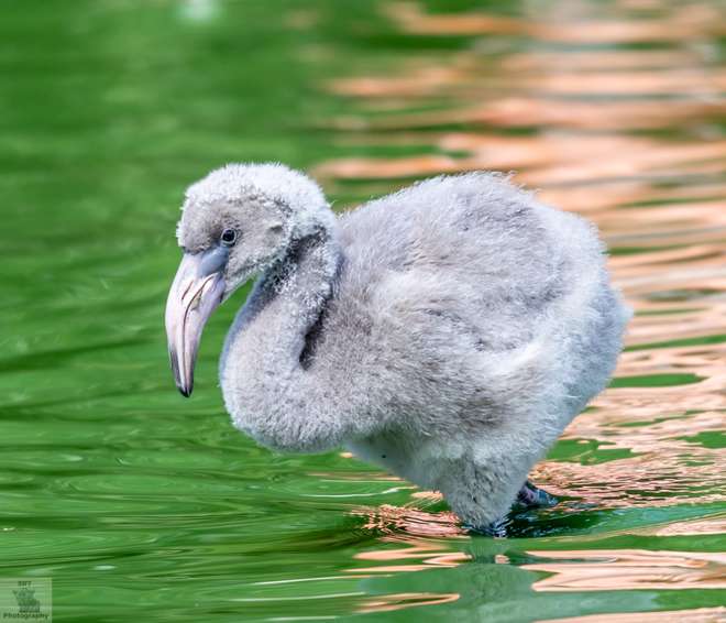 Flamingo chick at Whipsnade Zoo by Simon Reeves