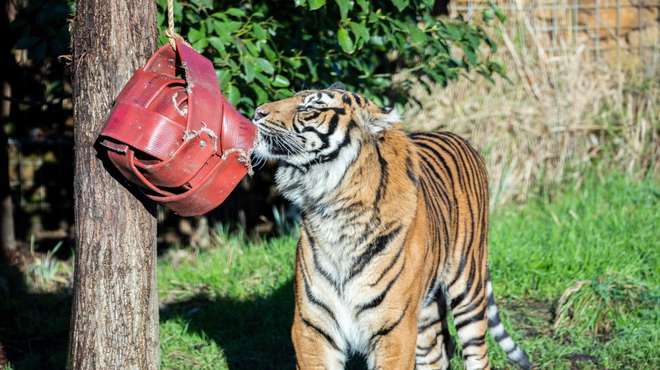 Sumatran tiger Asim with firehose ball at ZSL London Zoo