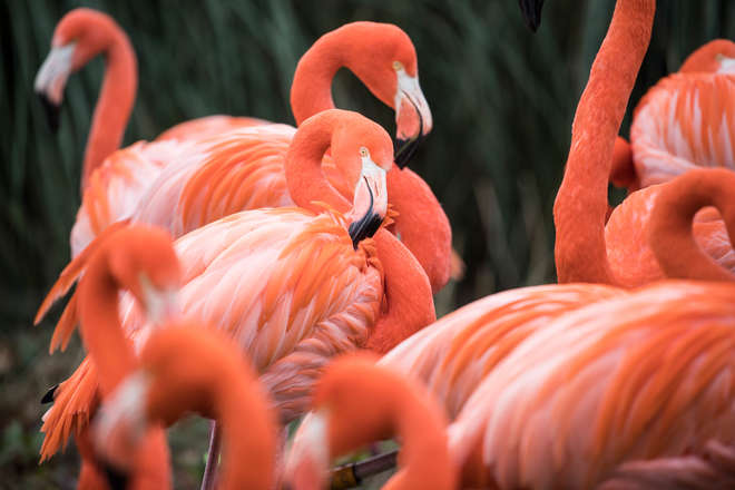 Flamingos, Whipsnade Zoo