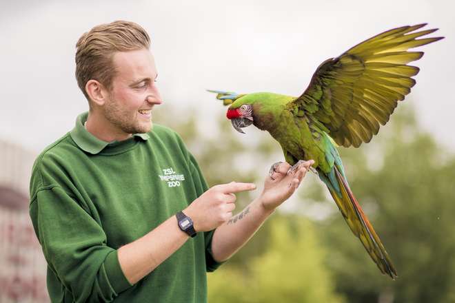 Whipsnade Zookeeper Josh Tall with the incredibly colourful military macaw