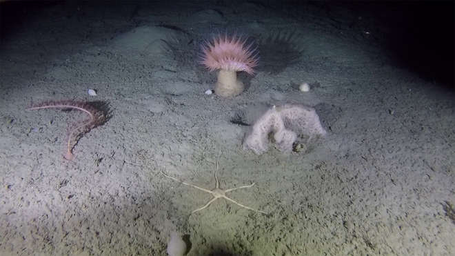 animals on the seabed