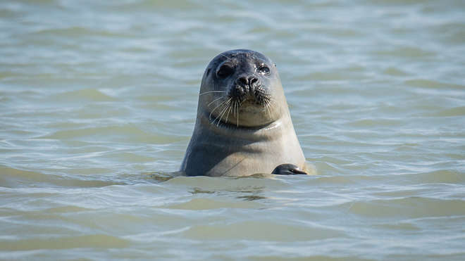 grey harbour seal