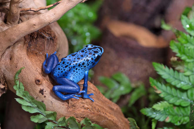 Dyeing blue poison frog