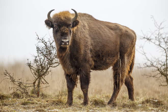 European bison, Shutterstock