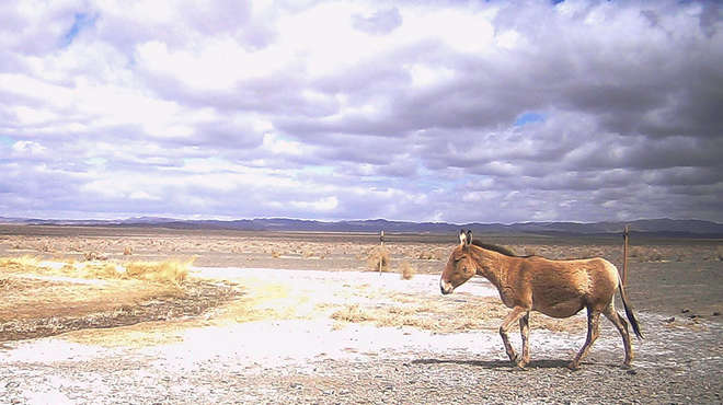 Wild ass  (Equus hemionus),  IUCN status (EN). 