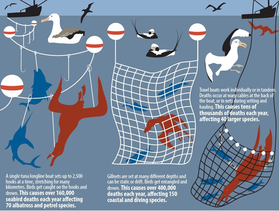 Infographic showing threats to seabirds