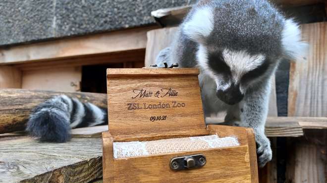 Spike the lemur investigates wedding rings at ZSL London Zoo