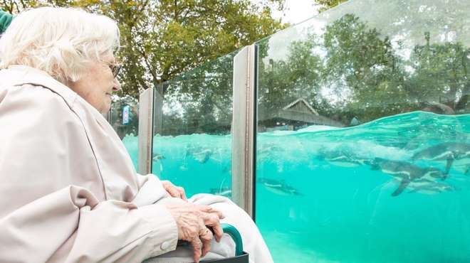A care resident visits the penguins at ZSL London Zoo