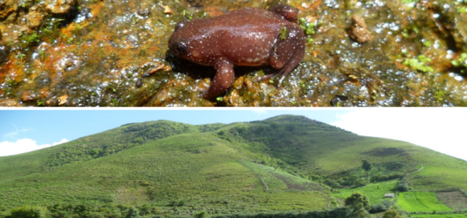 The Mount Bamboutos egg frog