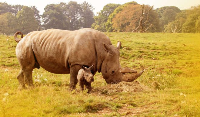 Zhiwa rhino with mum