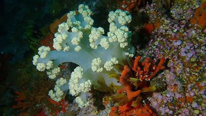Cauliflower soft coral in False Bay, South Africa