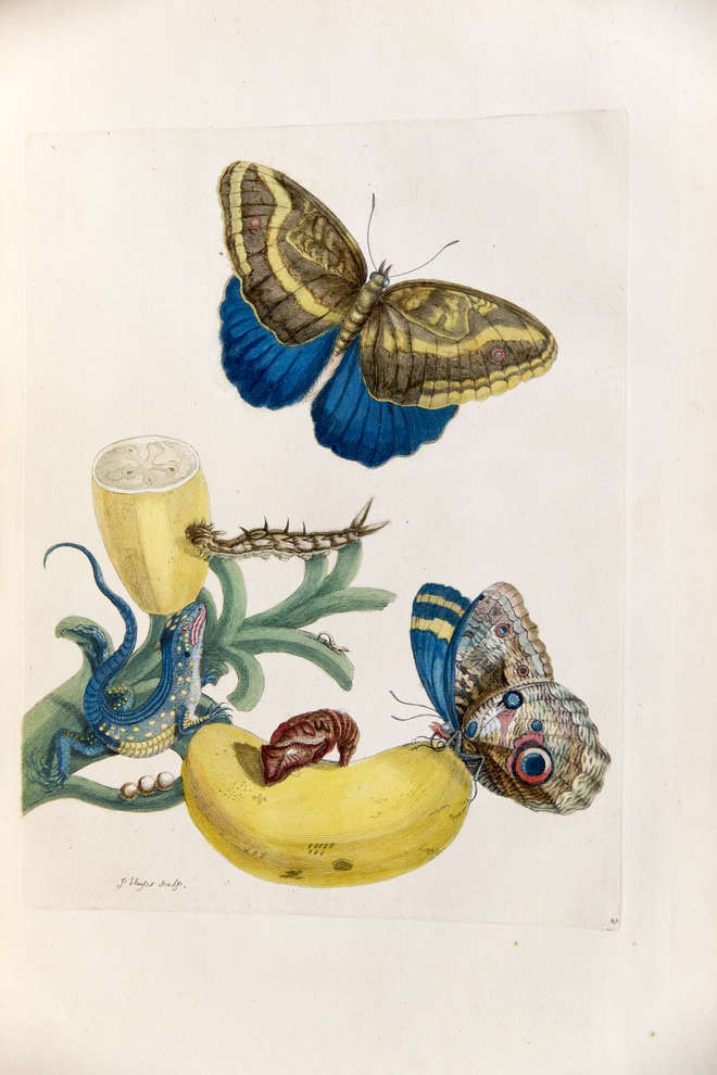 Coloured engraving of two bananas with two large blue butterflies and a small colourful lizard