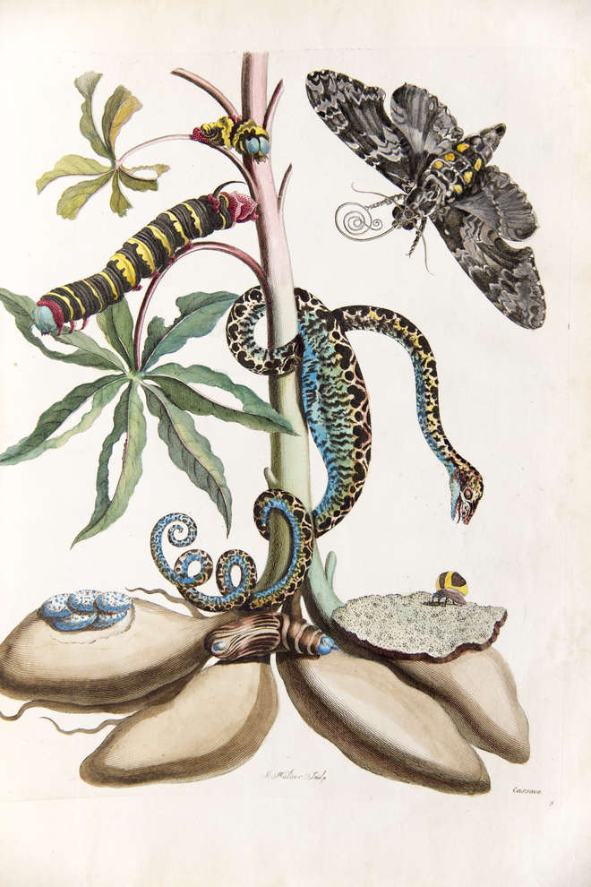 Coloured engraving of roots and stem of a cassava plant with insects and a small snake which is swollen with recently swallowed food